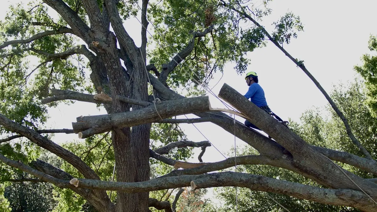 Professional Hazardous Tree Removal performed by certified arborists in Bigler