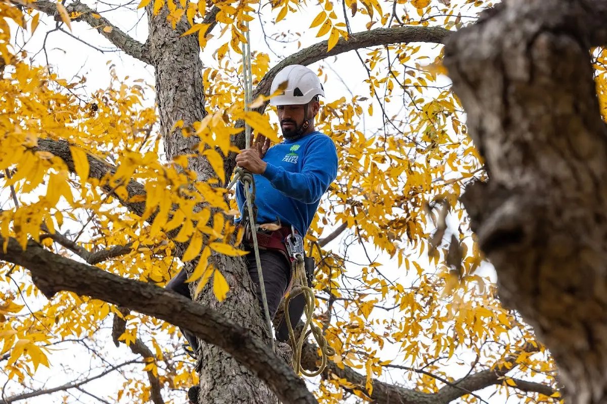 Skilled Storm Damage Cleanup crew working in Bigler