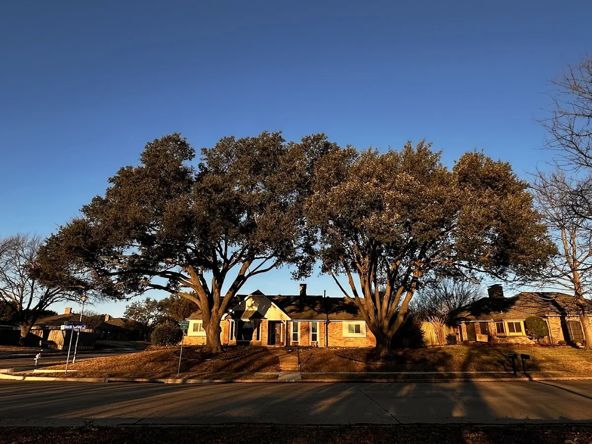 Established residential canopy tree shading a home in Bigler